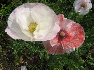 Great Dixter